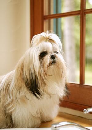 旭川市豊岡の自然に優しいペット医療環境を誇る緑の森どうぶつ病院 豊岡病院