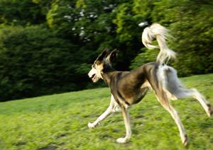 信頼と実績のアサンテ：土日祝日も対応可能なシロアリ駆除サービスのご紹介