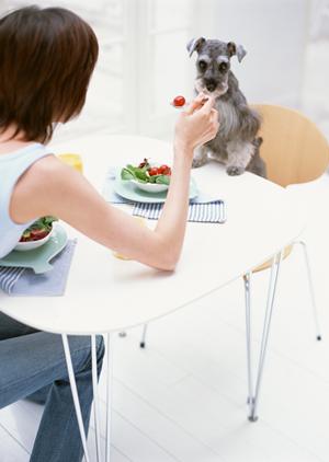 旭川・大町の緑の森どうぶつ病院：遊歩道とリラックス空間を備えた犬猫専門の動物病院